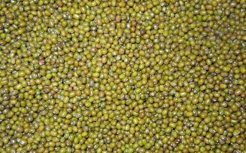 Fresh Green Mung Beans