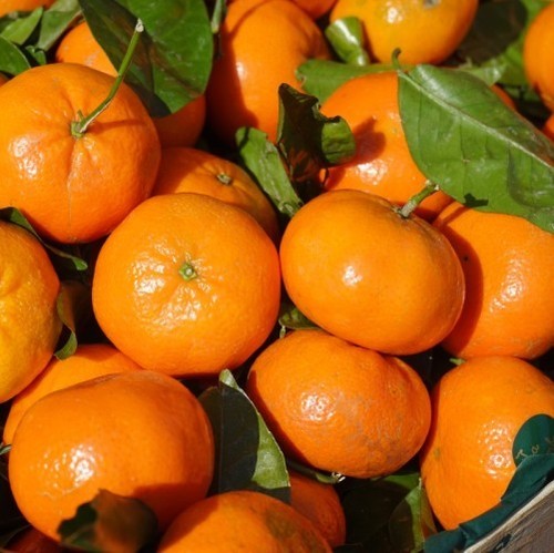 Bergaptene Free Calabrian Essential Oil - Citrus Bergamia Risso Fruit Peel, Yellowish Green, Natural, Pure, Therapeutic