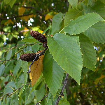Birch Sweet Natural Blend Essential Oil