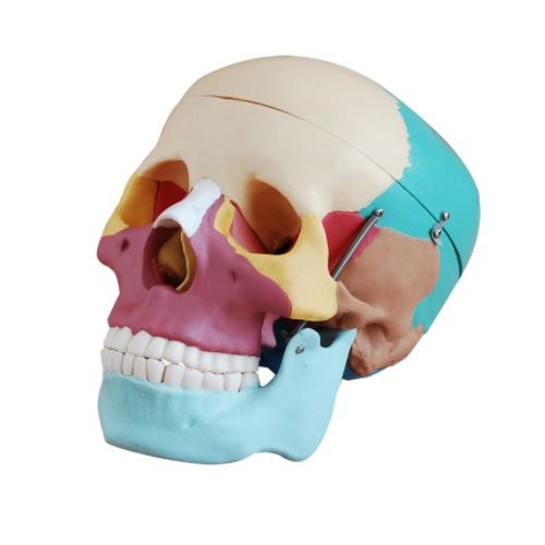 Colored Skull (Life Size) Models