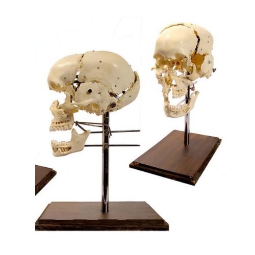 PVC Disarticulated Skull Models