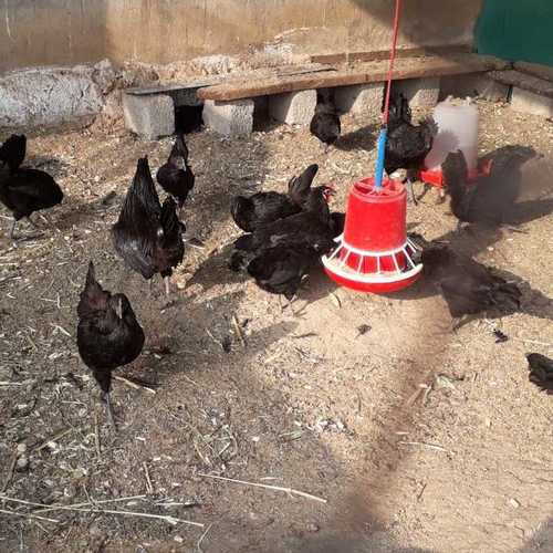 ब्लैक कडकनाथ चिकन