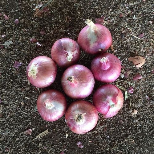 High Grade Red Onion