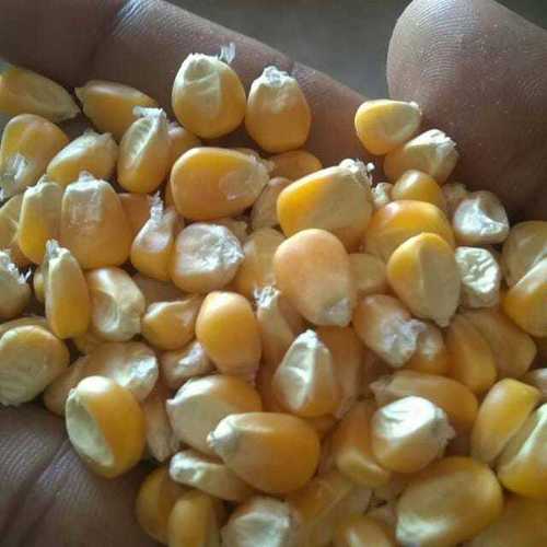 Organic Food Grade Maize