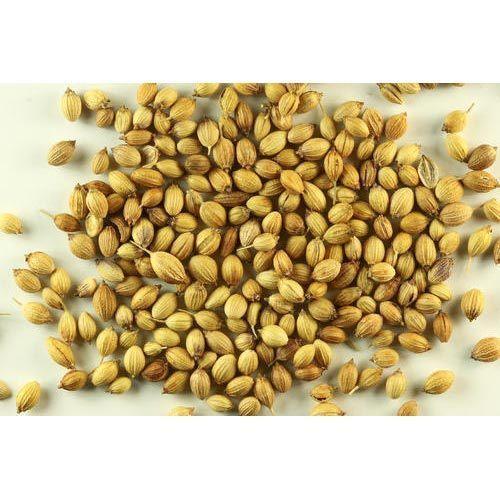 High Grade Organic Coriander Seeds