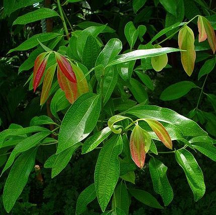 Cinnamon Leaf Organic Essential Oil - Cinnamon zeylanicum Leaves, Brownish Yellow, Medium Consistency | Pure, Organic, Therapeutic, Aromatic, Natural, Steam Distilled