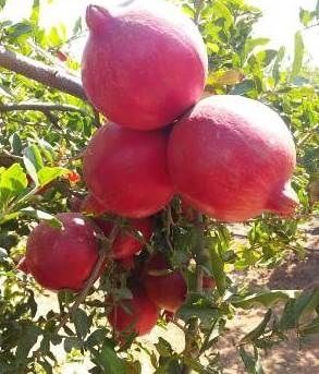 Farm Fresh Organic Pomegranate