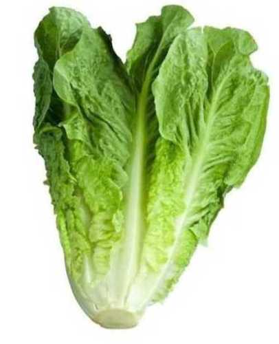 Farm Fresh Romaine Lettuce