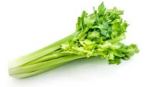 Fresh Leafy Celery Vegetable Application: Industrial