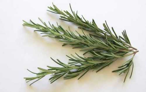 Fresh Rosemary Herb At Best Price In Ooty Tamil Nadu Preethi   Fresh Rosemary Herb 460 