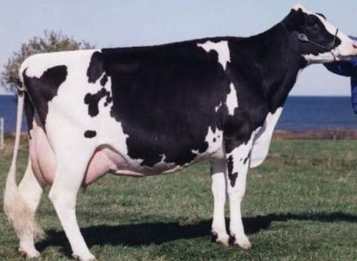 Indian Breed HF Cow