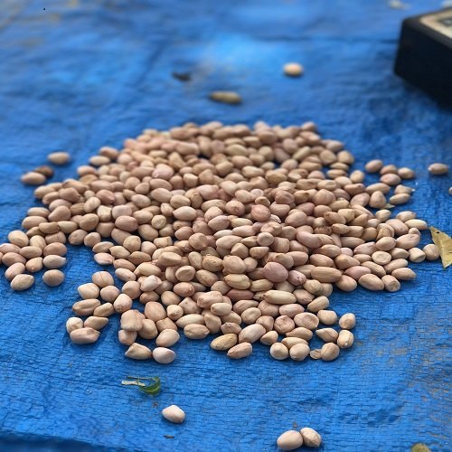 ब्राउन लूज एंड पैक्ड ग्राउंड नट्स