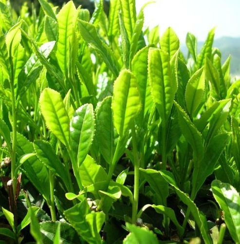 Tea Tree Organic Essential Oil - Melaleuca Alternifolia Leaves, Pale Yellow | Pure, Organic, Therapeutic, Aromatic, Natural, Steam Distilled