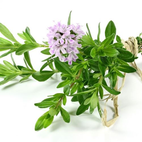 Thyme CT Linalool Oil - Thymus satureioides