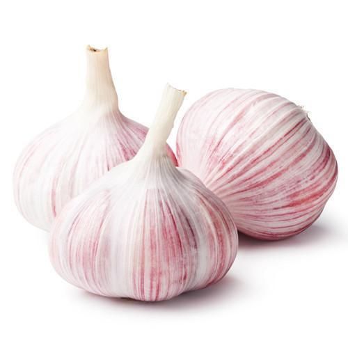 Best Quality Big Size Fresh And Dry White Garlic