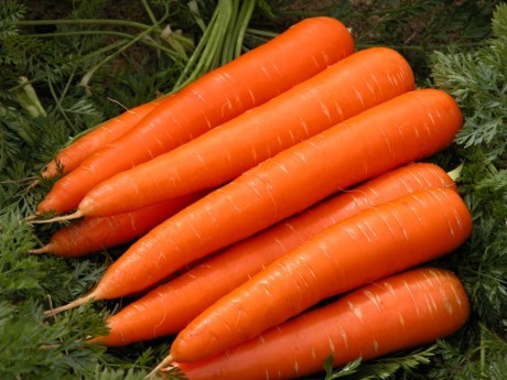 Farm Fresh Organic Carrot By PHUCHUNGJSC