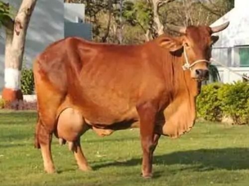 High Breed Sahiwal Cow