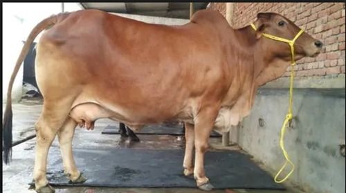 High Breed Sahiwal Cow