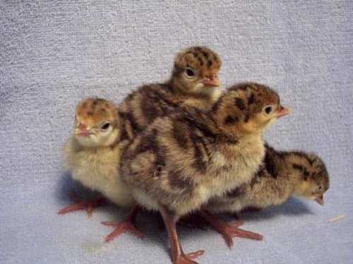 Turkey Chicks By S M Farms 