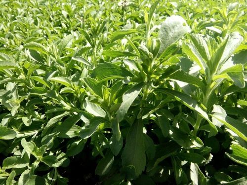 Natural Stevia Plants