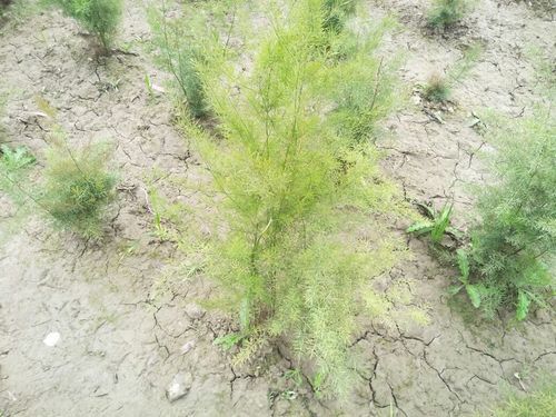 Yellow Shatavari Plants