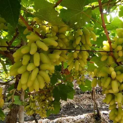 Indian Sweet Green Grapes Vehicle Type: 4 Wheeler