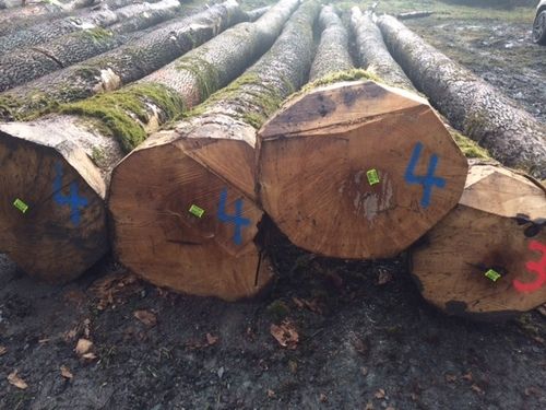 European Ash Logs