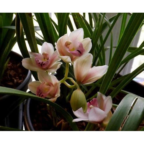 Highly Demanded Cymbidium Plant