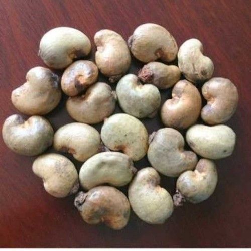 Organic Raw Cashew Nut