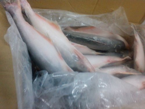 Frozen High Nutrient Value Panga Fish