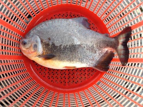 Fresh Highly Nutritious Red Pomfret