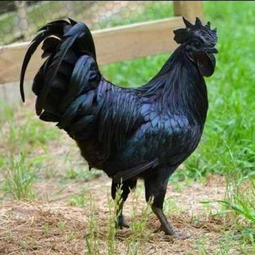 Pure Kadaknath Chicken