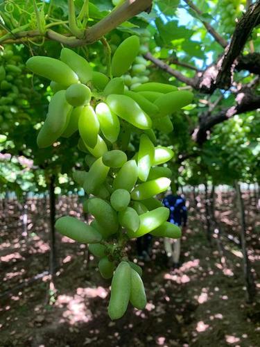 Thompson Sonaka Seedless Grapes - Sweet Flavor, Green Color | Family-grown, Intense Care, Plastic Sheeting Cultivation