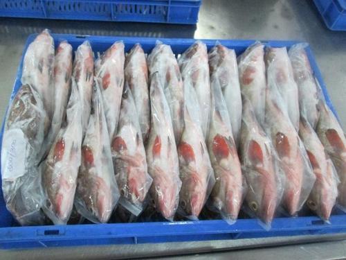 Frozen High Grade Reef Cod Fish