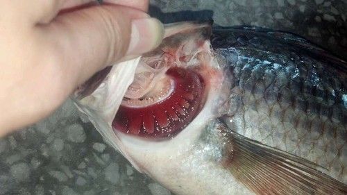 Raw Tilapia Fish