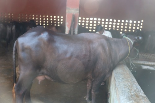 Murrah Buffalo - Purebred Dark Coat | High Milk Yield, Exceptional Quality, Highly Appreciated by Clients