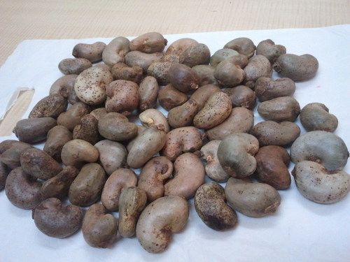 dried raw cashew nuts