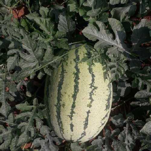 Hybrid Watermelon