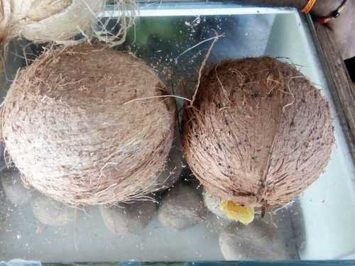 Organic Husked Coconuts