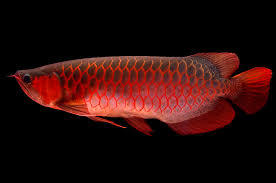 Red Arowana Fishes