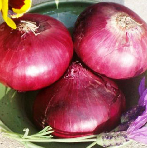 Fresh Natural Red Onion