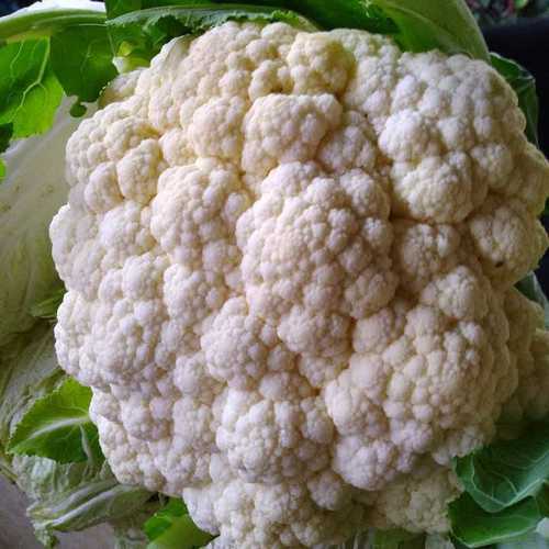 Washable A Grade Fresh Cauliflower