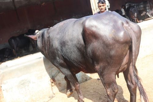 Black Color Murrah Buffalo 