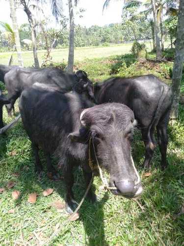 Murrah Buffalo