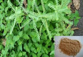 Herbal Product Phyllanthus Amarus Extract