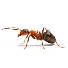 Ants Control Treatment Service