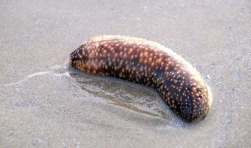 Sea Cucumber