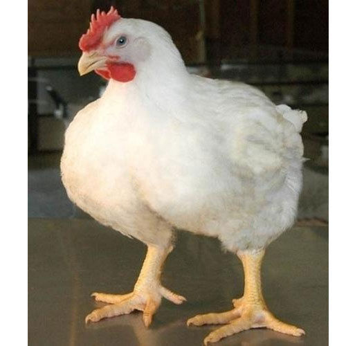 White Poultry Broiler Chicken