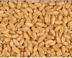 Light Brown Indian Natural Fresh Wheat