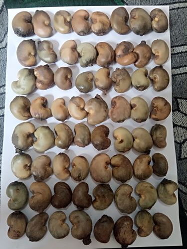 Greenish Grayish Colour Raw Cashew Nut In Hard Thin Shell